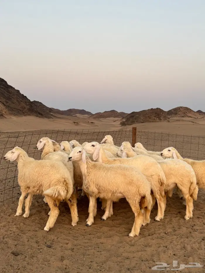 رخال حرية 13