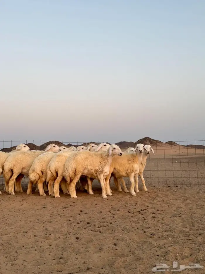 رخال حرية 12