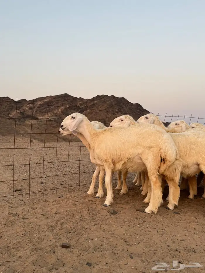 رخال حرية 14