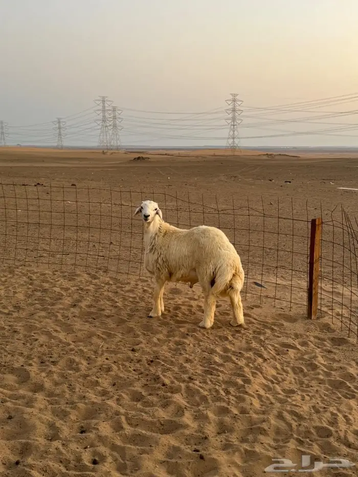 رخال حرية 15