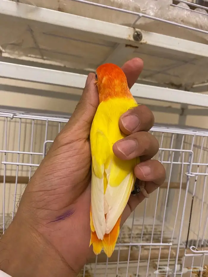 ذكرين روز للأنتاج 3