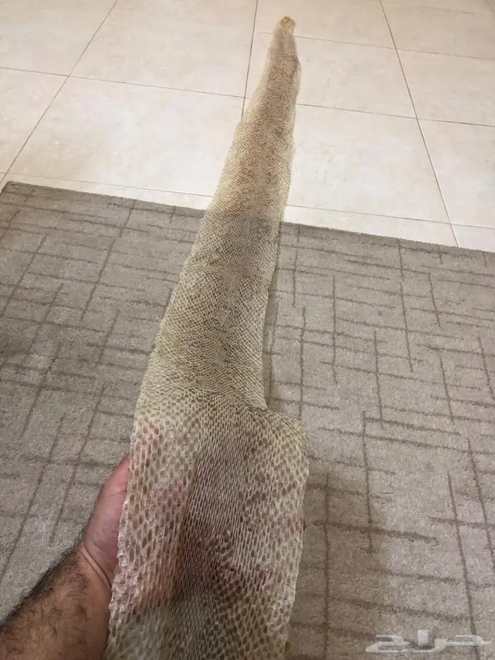 تبديله جلد ثعبان ضخم 2