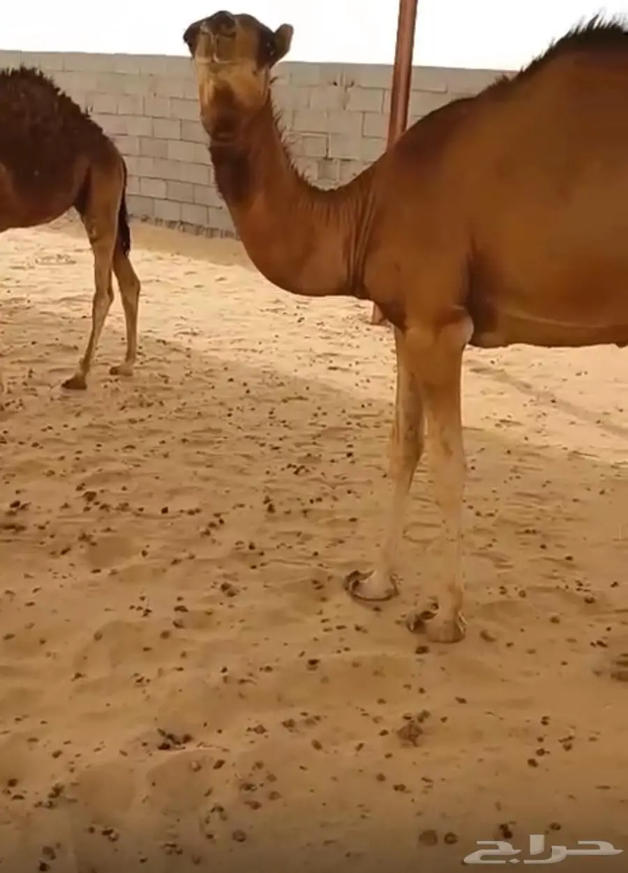قعود مفرود كفوو سليم من جميع الامراض 1