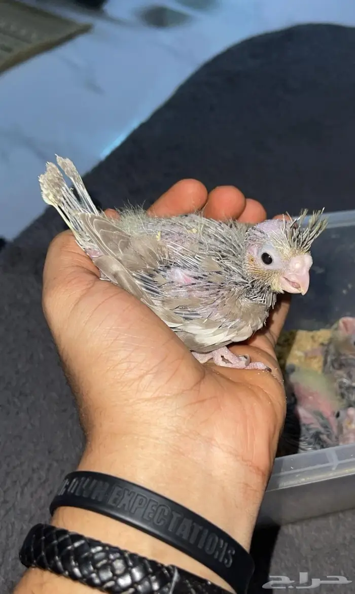 كروان للبيع 1