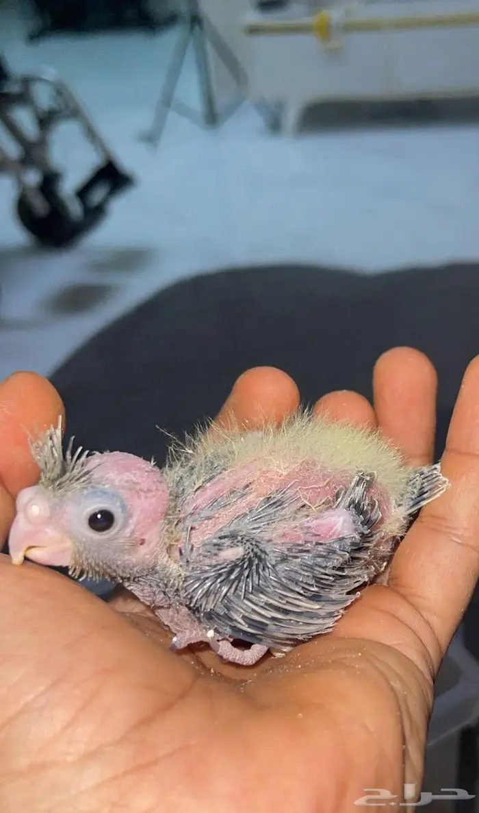 كروان للبيع 3