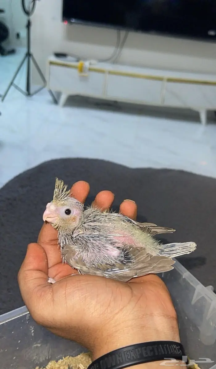 كروان للبيع 2