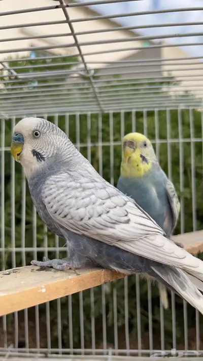 زوج بادجي (تم البيع) 0
