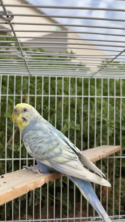 زوج بادجي (تم البيع) 4