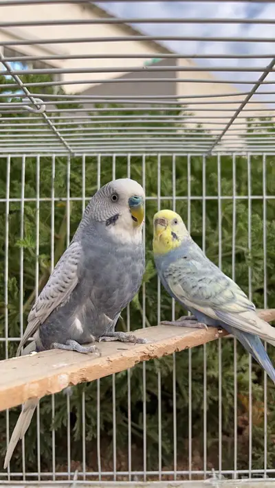 زوج بادجي (تم البيع) 1