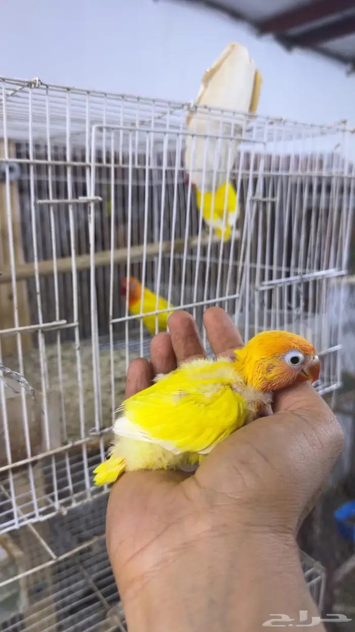 فرخ فيشر لاتينو اورنج 0