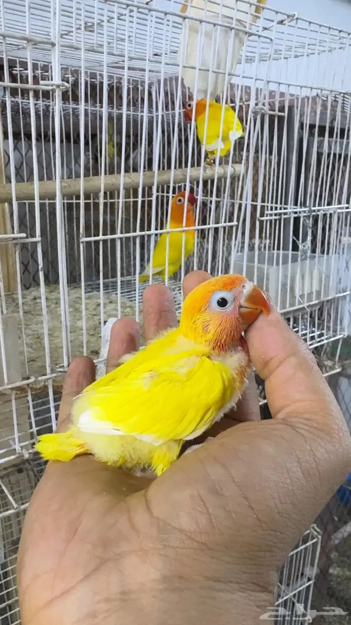 فرخ فيشر لاتينو اورنج 4