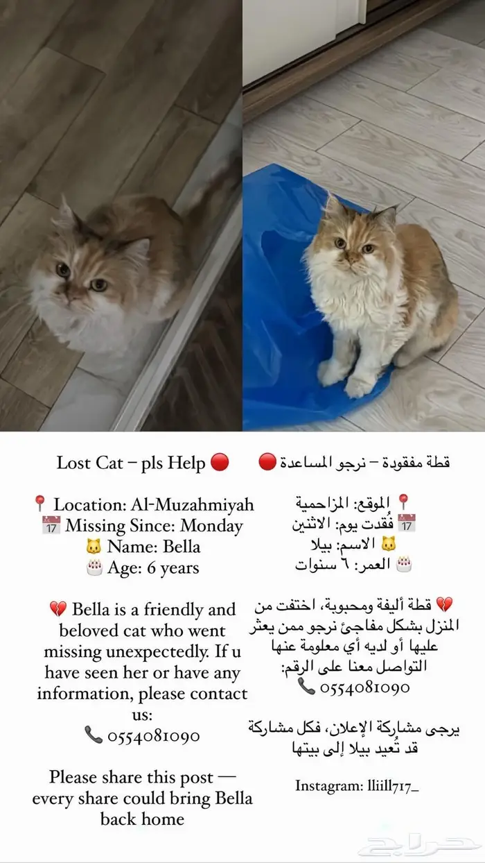 قطه ضائعه في المزاحمية 0