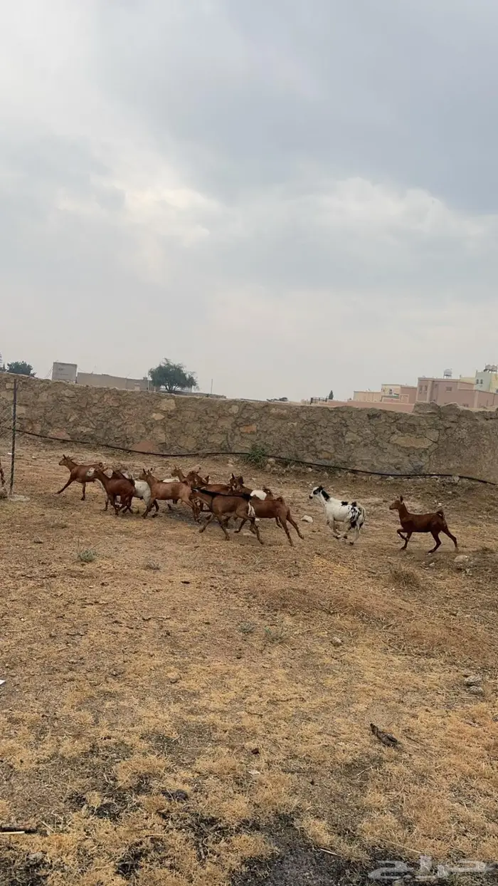 للبيع تيوس ذبايح ومناسبات 2