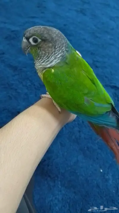 كنيور انثى 2