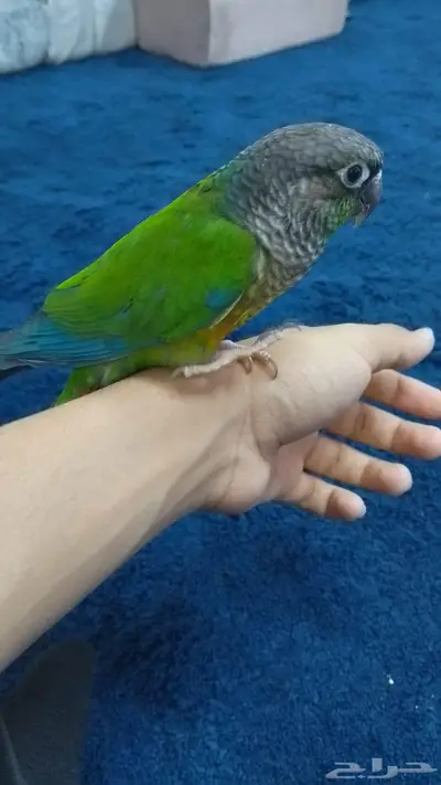 كنيور انثى 0