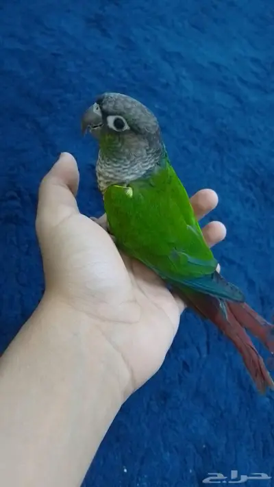 كنيور انثى 1