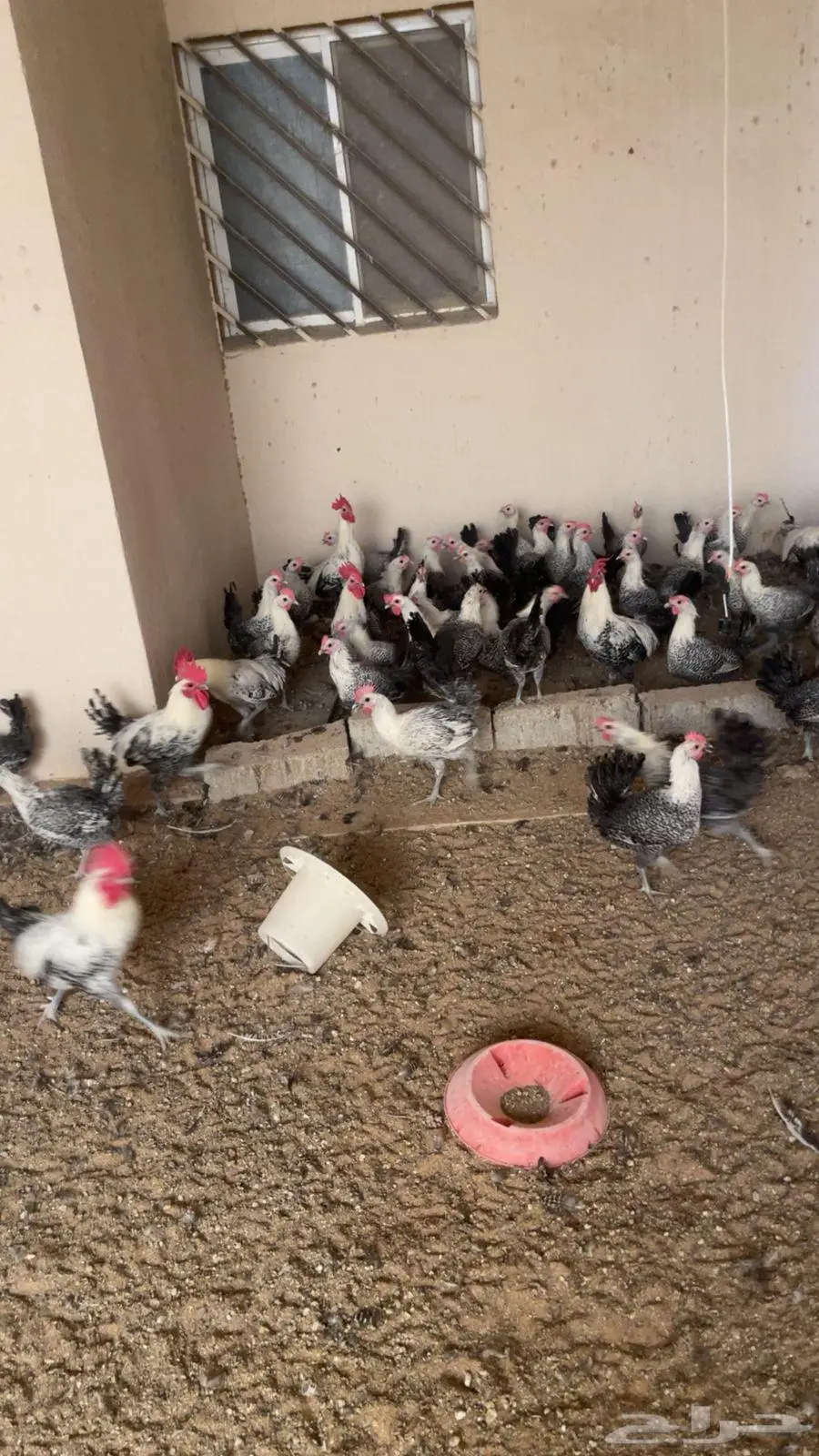 دجاج للبيع براهما و فيومي 1