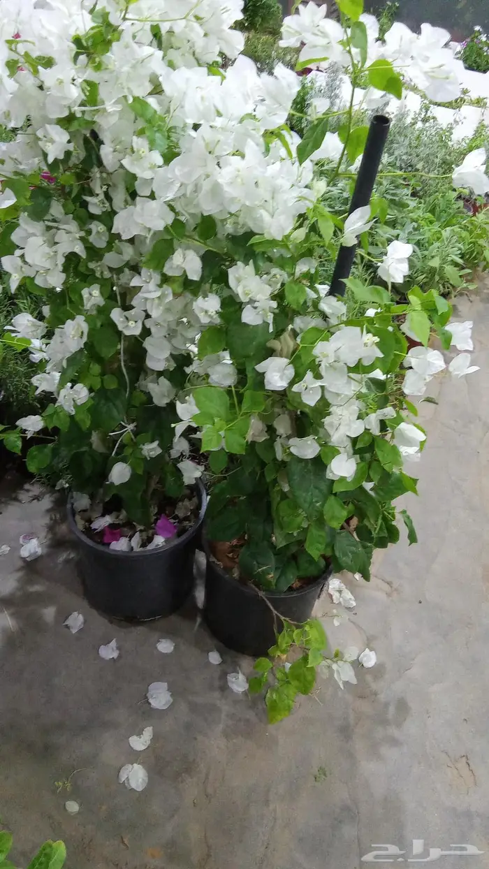تنسيق حدائق 15