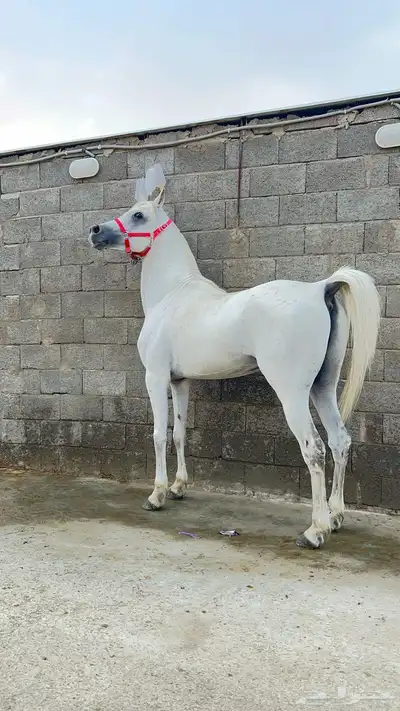 حصان شعبي فاخر 3