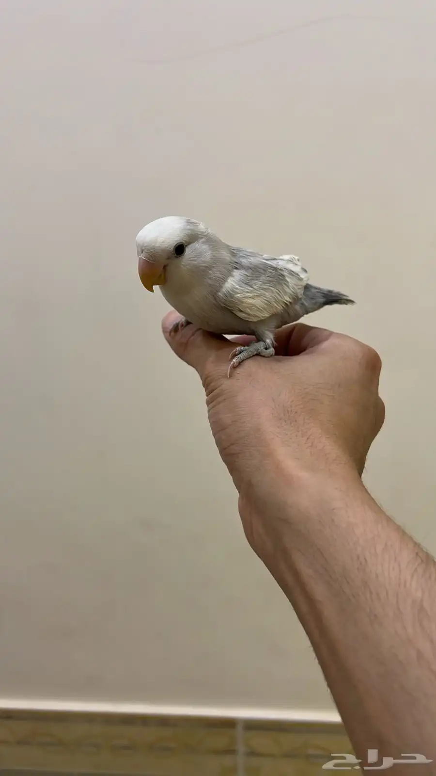 روز اليف يطلع على اليد 0