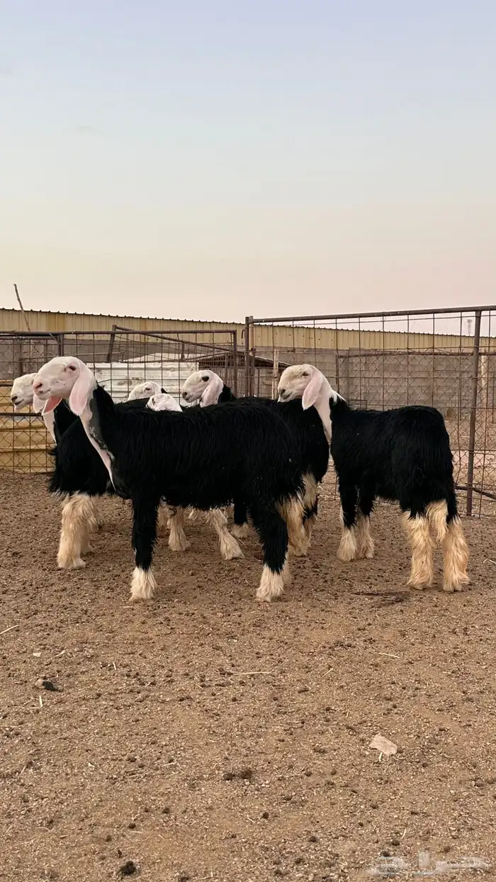 رخال نجد صنف 2