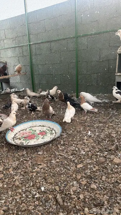 تبوك 2