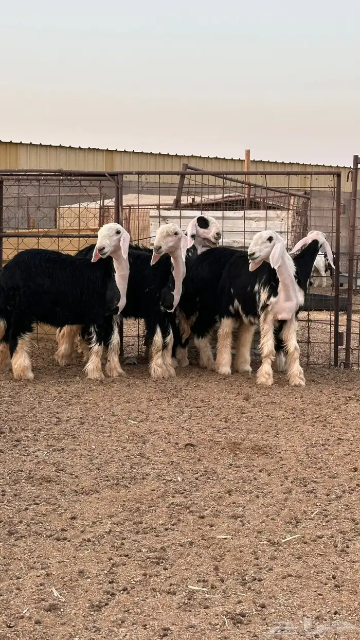 رخال نجد صنف 1