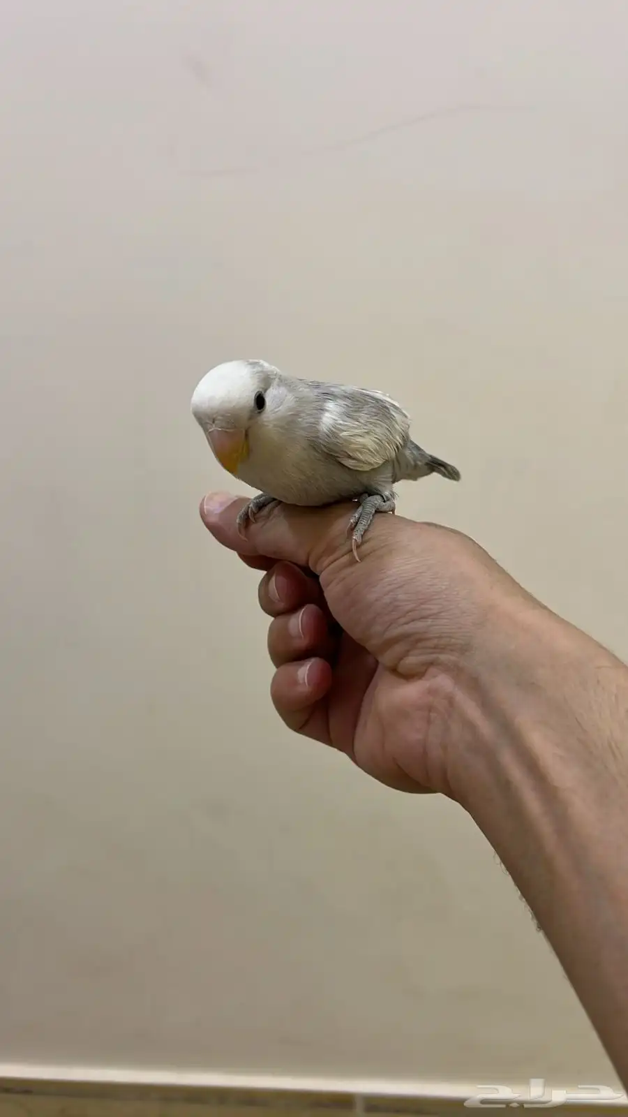 روز اليف يطلع على اليد 1