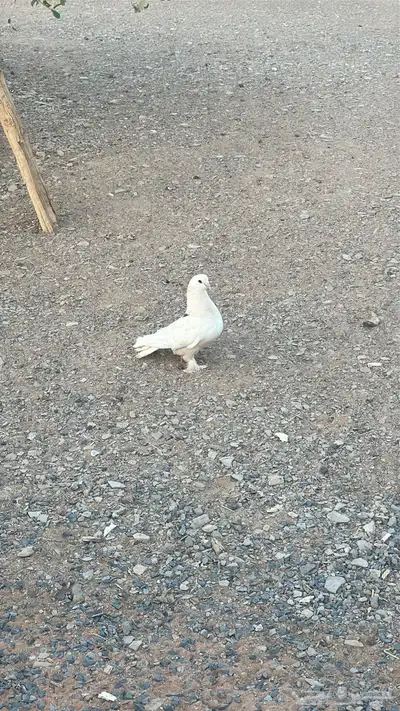 تبوك 0
