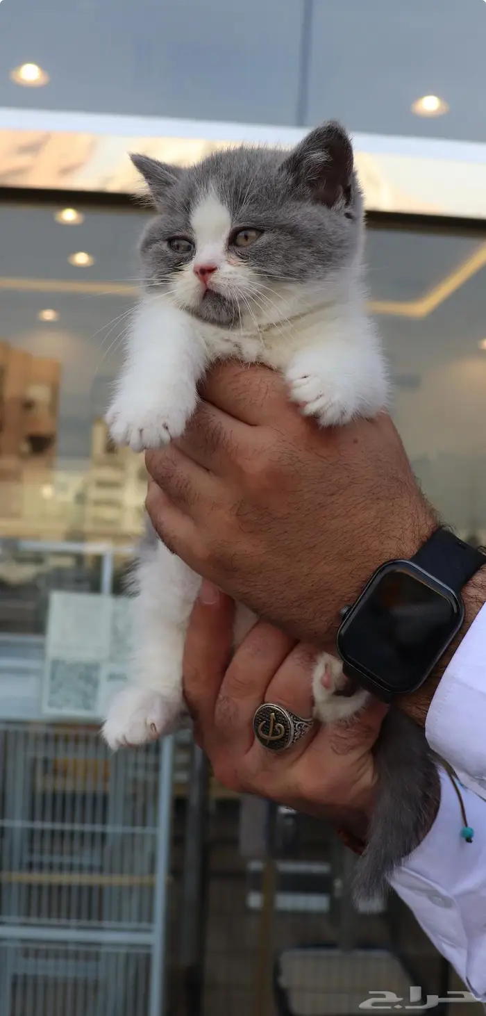 مونشكين Munchkin 1