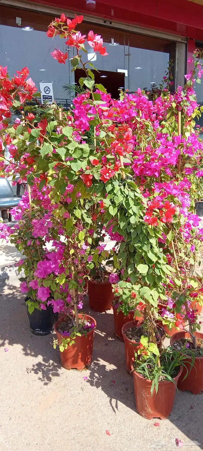 تنسيق حدائق 4
