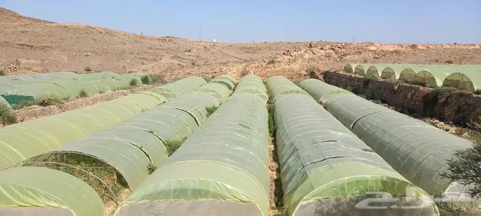 بيوت محميه للتقبيل 0