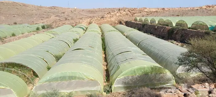 بيوت محميه للتقبيل 5