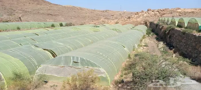 بيوت محميه للتقبيل 2