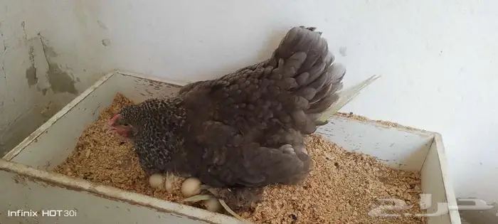 دجاج براهما على بيض وثلاثه فروخ وديك 5