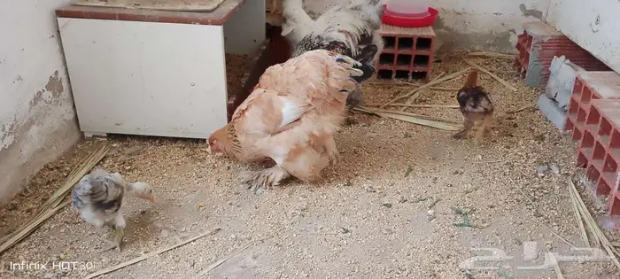 دجاج براهما على بيض وثلاثه فروخ وديك 2