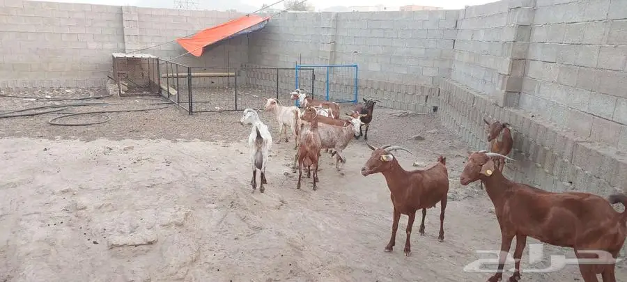 مقاني ماعز جنوبي 0