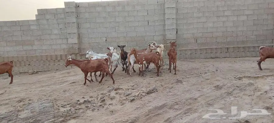 مقاني ماعز جنوبي 1