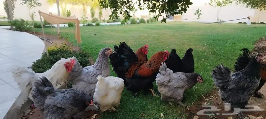 دجاج للبيع براهما و فيومي 5