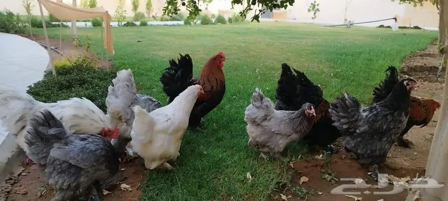 دجاج للبيع براهما و فيومي 4