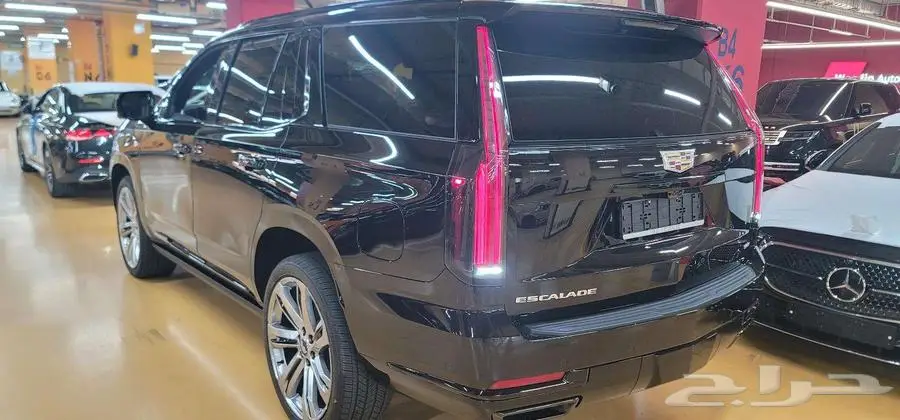 سكاليد بلاتنيوم سبورت قصير 2025 - وارد كوريا 1