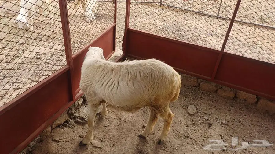 طلى طيب وصحتة ممتازه 1