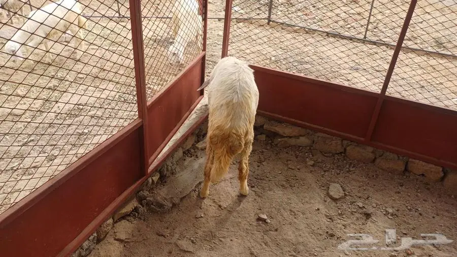 طلى طيب وصحتة ممتازه 0