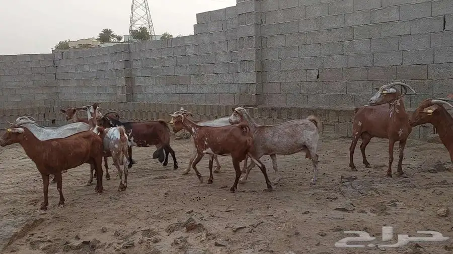 مقاني ماعز جنوبي 3