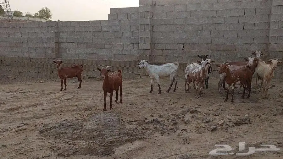 مقاني ماعز جنوبي 4