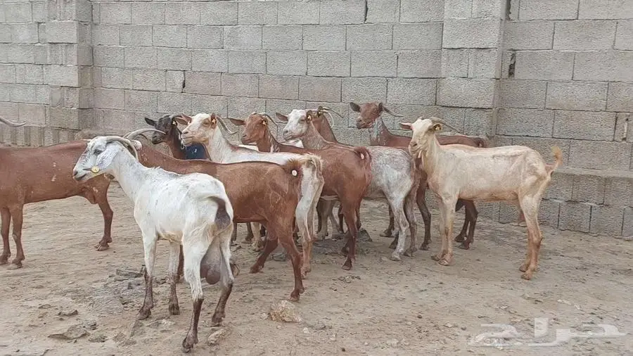 مقاني ماعز جنوبي 2