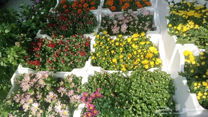تنسيق حدائق 3