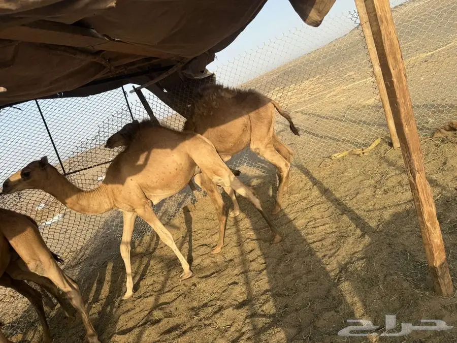 قعدان سمان 2