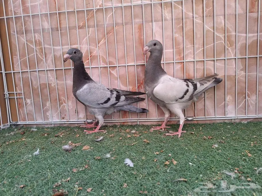 أربع أجواز طبات بيوتي هومر 2