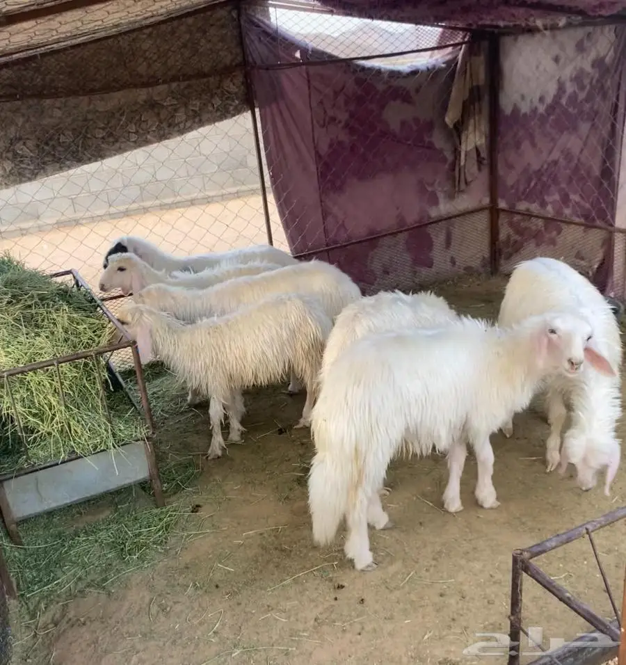 خمس رخال و خروفين للبيع 0